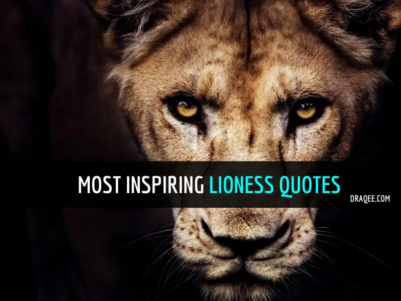 Lioness Quotes